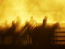 Muster, central Queensland